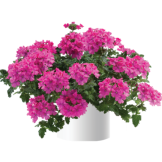 Вербена Vanessa Compact Deep Pink (0,1л)