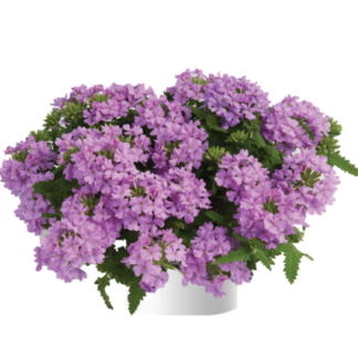 Вербена Vanessa Compact Lavender (срезы/5шт)