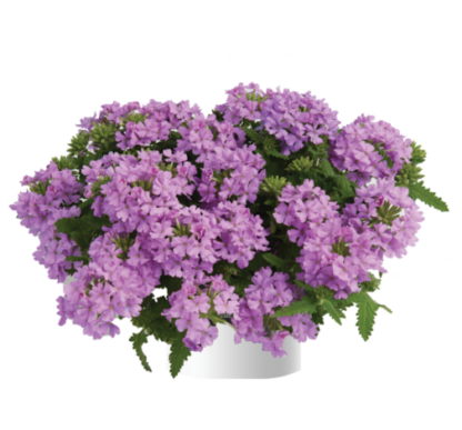 Вербена Vanessa Compact Lavender (срезы/5шт)