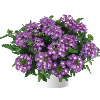 Вербена Vanessa Compact Optik Lavender (срезы/5шт)