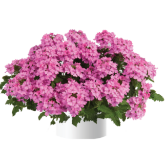 Вербена Vanessa Compact Pink (0,1л)
