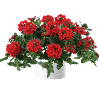 Вербена Vanessa Compact Red (срезы/5шт)