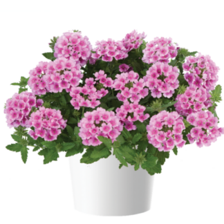 Вербена VANESSA COMPACT Rosa (срезы/5шт)