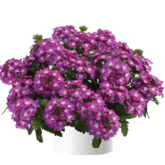 Вербена Vanessa Compact Violet (срезы/5шт)