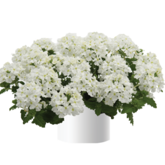 Вербена Vanessa Compact White (0,1л)