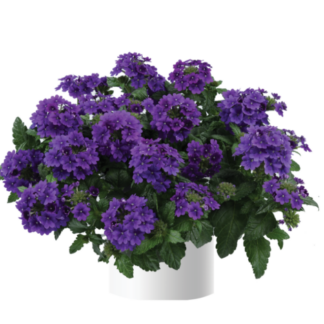 Вербена Vanessa Purple (0,1л)