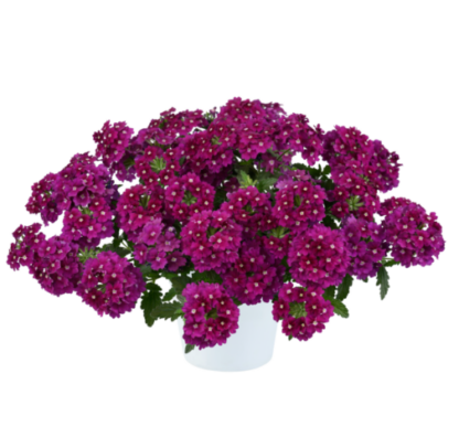 Вербена VANESSA Magenta (0,1л)