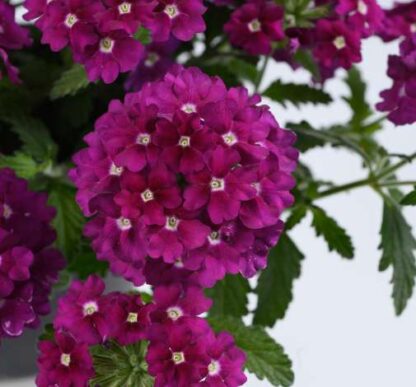 Вербена VANESSA Magenta (0,1л) — изображение 2