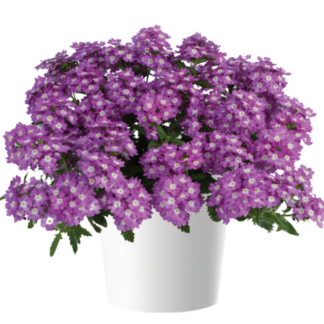 Вербена VANESSA Optik Grape (0,1л)