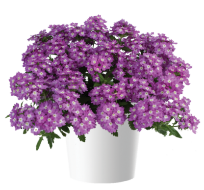 Вербена VANESSA Optik Grape (срезы/5шт)