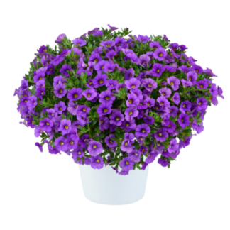 Калибрахоа LIA Violet (0,1л)