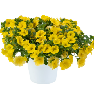 Калибрахоа LIA Yellow improved (срезы/5шт)