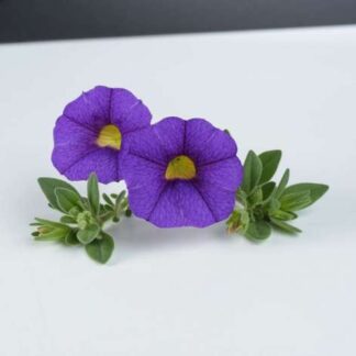 Калибрахоа Noa Blue Legend (0,1л)