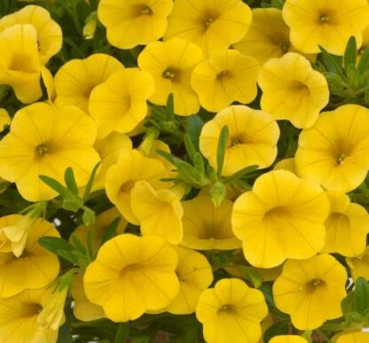Калибрахоа Noa Yellow (0,1л) — изображение 2