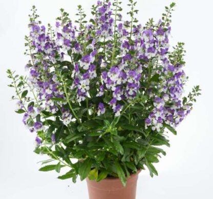 Ангелония узколистная Big Bicolor Purple (0,1л) НОВИНКА — изображение 2