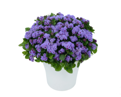 Агератум AGUILERA VIOLET (0,1л)
