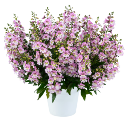 Ангелония узколистная Big Bicolor Pink Improved (срезы/3шт) НОВИНКА