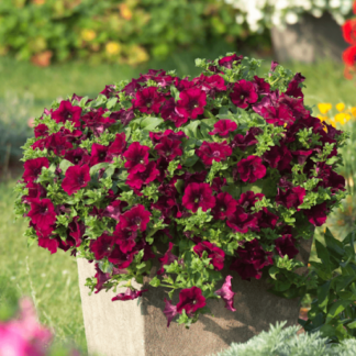 Петуния Surfinia Classic Burgundy (срезы/5шт)