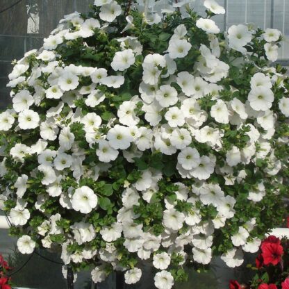 Петуния Surfinia Classic White (0,1л) — изображение 2