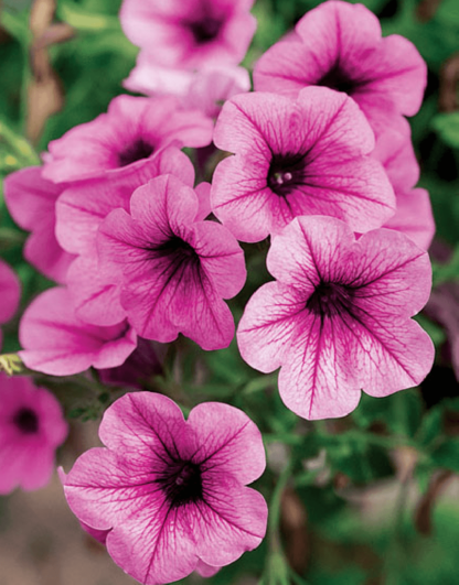 Петуния Surfinia Classic Pink Vein (0,1л)