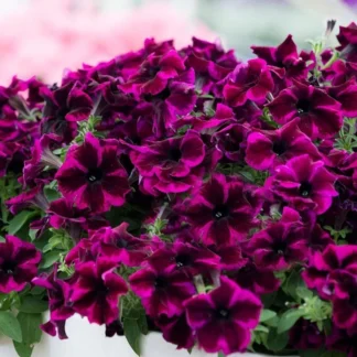 Петуния Crazytunia Cosmic Purple (срезы/5шт)