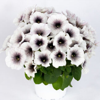 Петуния Crazytunia Black and White (срезы/5шт)