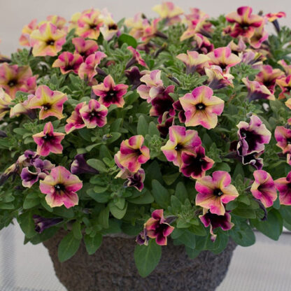 Петуния Crazytunia Blackberry Cheesecake (0,1л)