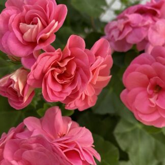 Пеларгония плющелистная PAC Pink Sybil (0,1л)