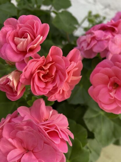 Пеларгония плющелистная PAC Pink Sybil (0,1л)