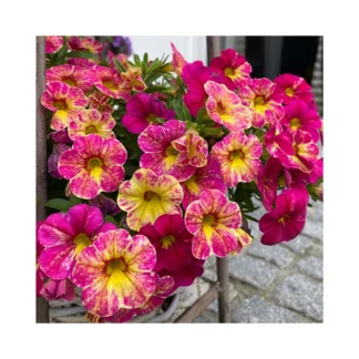 Калибрахоа Chameleon Pink Splash (0,1л.)