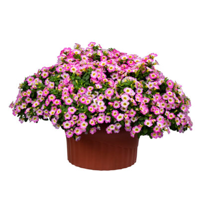 Калибрахоа Chameleon Starlet Pink  (срезы 5 шт) — изображение 2