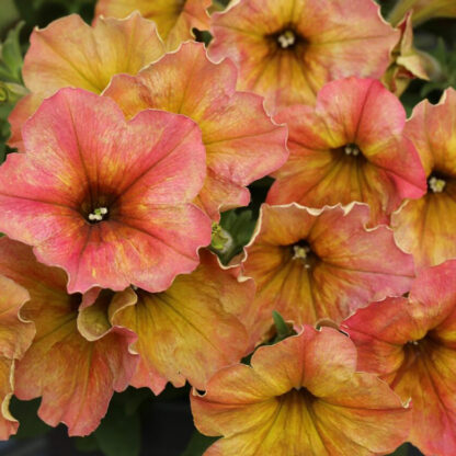 Петуния Crazytunia Terracota IMP (срезы/5шт)