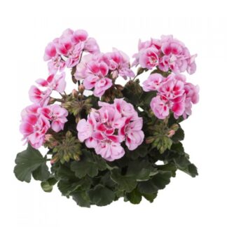 Пеларгония Toscana Dolce Vita Pink Eye (0,1л.)