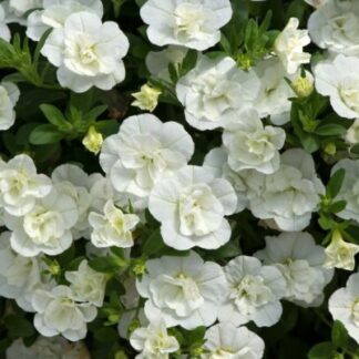 Калибрахоа Aloha Double White (срезы 5 шт)