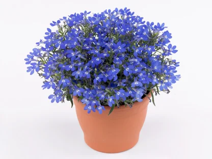 Лобелия CURACAO BASKET DARK BLUE (0,1л)