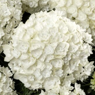 Гортензия крупнолистная (Macrophylla) Florencia (0,5л)