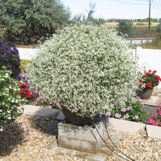 Эуфорбия Euphorbia Silver Fog (0,1л)