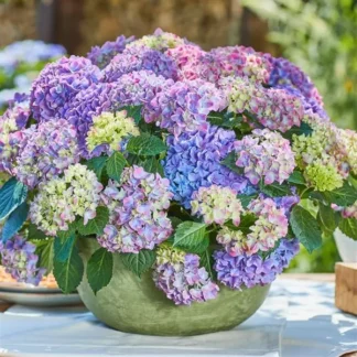 Гортензия крупнолистная (Macrophylla) Tabletensia Purple (0,1л)