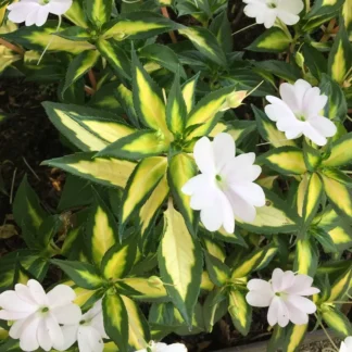 Бальзамин НГ Sunpatiens Spreading White-вариегатный (0,1л)