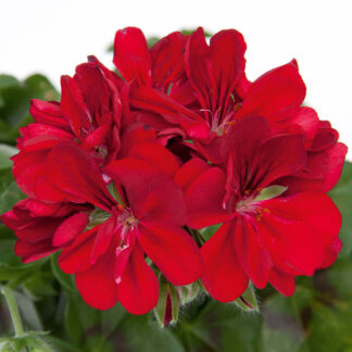Пеларгония плющелистная Royal Purple Red (0,1л.)