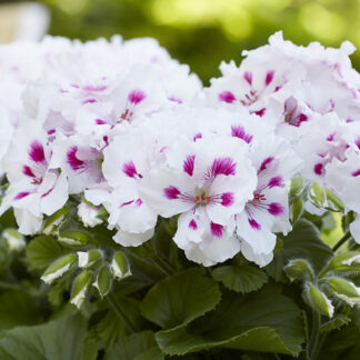 Пеларгония Королевская Elegance Royalty White (0,1л.)