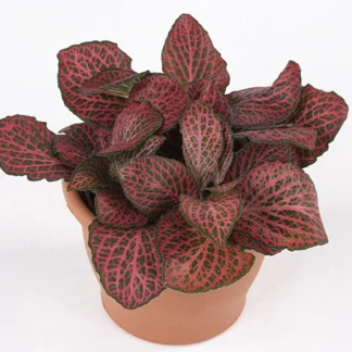 Фиттония Mosaic Pink Diamond (0,1л)