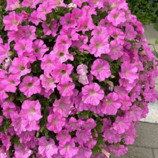 Петуния Surfinia Trailing Big Pink (срезы/5шт)