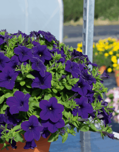 Петуния Surfinia Trailing Violet (0,1л)