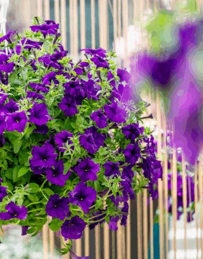 Петуния Surfinia Trailing Violet (0,1л) — изображение 2