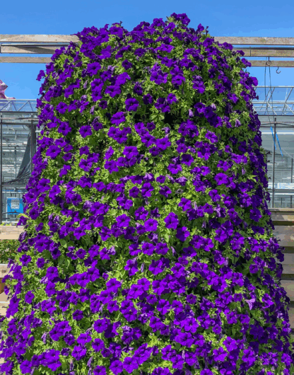 Петуния Surfinia Trailing Violet (0,1л) — изображение 3