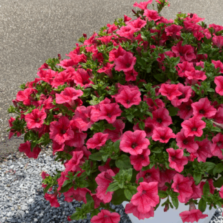 Петуния Surfinia Trailing Hot Pink Cherry (срезы/5шт)