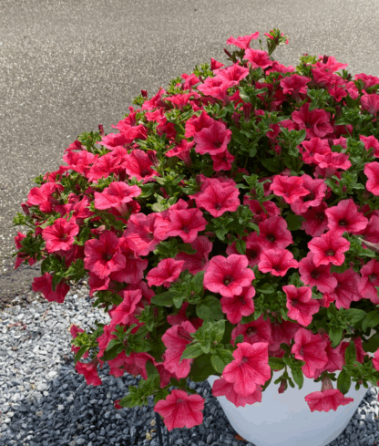 Петуния Surfinia Trailing Hot Pink Cherry (срезы/5шт)