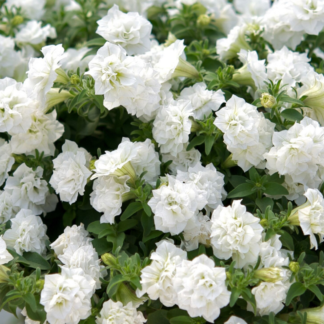 Петуния Surfinia Double White (срезы/5шт)