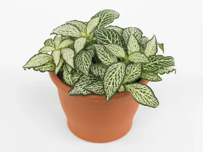 Фиттония Белая Форест Флейм (Fittonia White Forest Flame) 0,1л — изображение 2